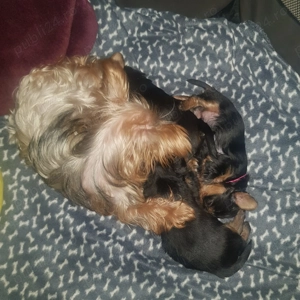 Vând doua fetițe (pui căței) rasa Yorkshire  - imagine 4