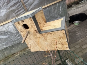 execut cuiburi de papagali - imagine 2