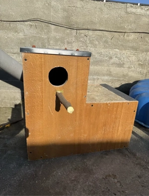 execut cuiburi de papagali - imagine 3