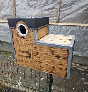 execut cuiburi de papagali - imagine 4