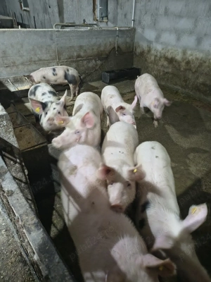 Vand soldani - imagine 2