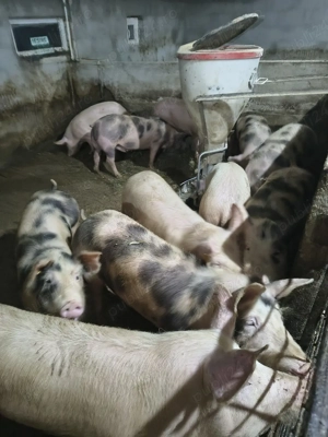 Vand soldani - imagine 3