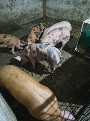 Vand soldani - imagine 4