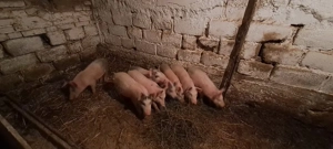 purcei de vănzare  - imagine 2