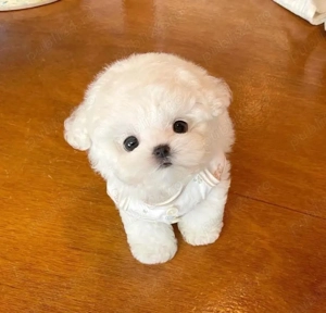 Bichon Maltez Mini Toy - imagine 3