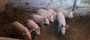 purcei de vănzare  - imagine 3