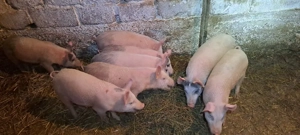 purcei de vănzare  - imagine 4