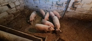 purcei de vănzare  - imagine 5