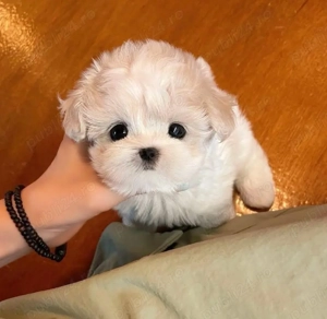 Bichon Maltez Mini Toy - imagine 4