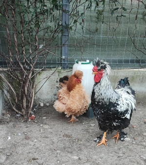 Familie de găini motate- 1+4