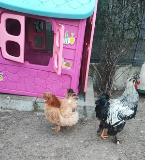 Familie de găini motate- 1+4 - imagine 4