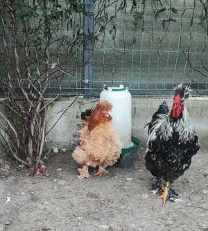 Familie de găini motate- 1+4 - imagine 3