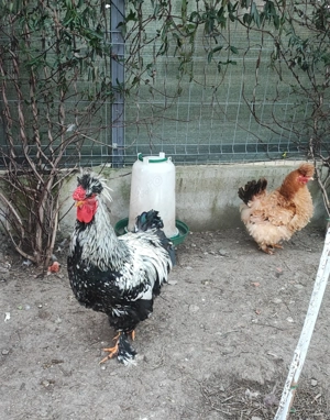 Familie de găini motate- 1+4 - imagine 2