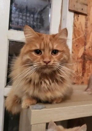 Vând motănel persan