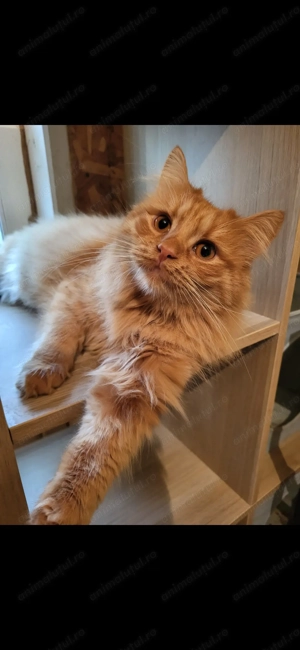 Vând motănel persan - imagine 2