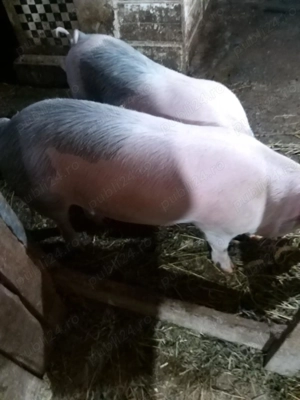 Vand 2 mascori 110-115 kg de 6 luni