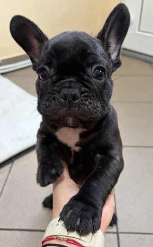Bulldog Francez Negru-Tigrat