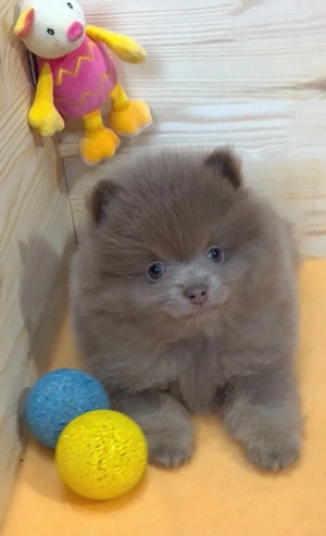 pomeranian deosebit , culoare lilac,  cu pedigree - imagine 2