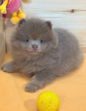 pomeranian deosebit , culoare lilac,  cu pedigree - imagine 3