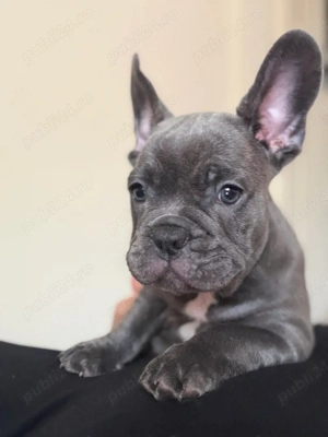 Bulldog Francez Blue 