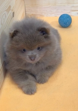pomeranian deosebit , culoare lilac,  cu pedigree - imagine 4