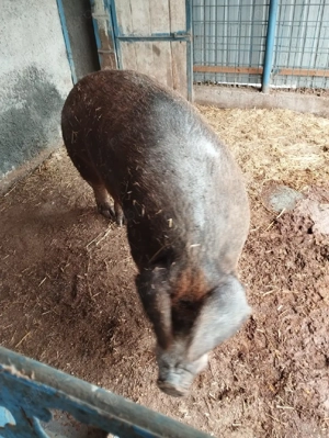 Vand purcea Duroc Original - imagine 2