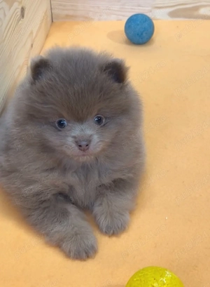 pomeranian deosebit , culoare lilac,  cu pedigree - imagine 5
