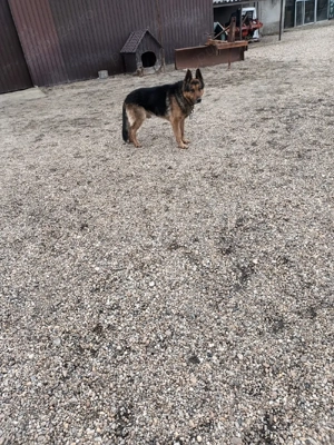 ciobănesc german  - imagine 2