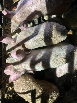 Vand purcei 13 saptamani - imagine 5