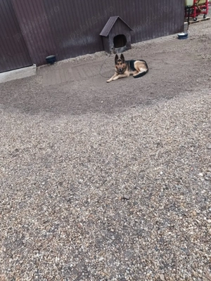 ciobănesc german  - imagine 5