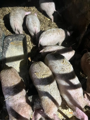 Vand purcei 13 saptamani - imagine 3