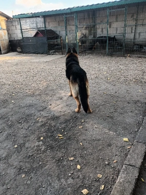 ciobănesc german  - imagine 3