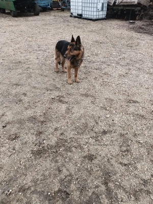 ciobănesc german  - imagine 4