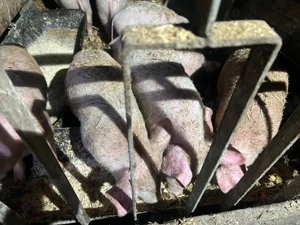 Vand purcei 13 saptamani - imagine 4