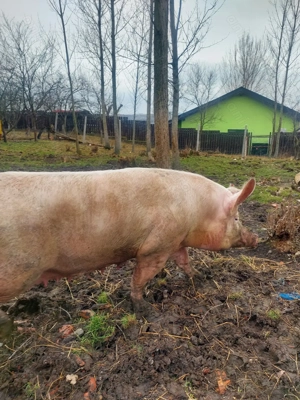 Vând scroafă de sacrificat sau pentru reproducere.  - imagine 4