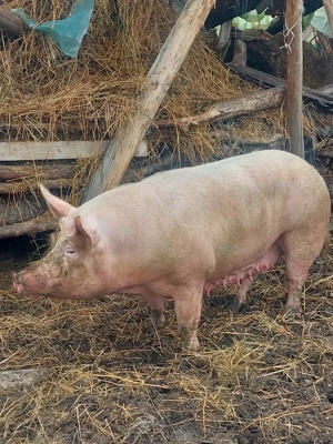 Vând scroafă de sacrificat sau pentru reproducere.  - imagine 5