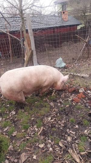 Vând scroafă de sacrificat sau pentru reproducere.  - imagine 2