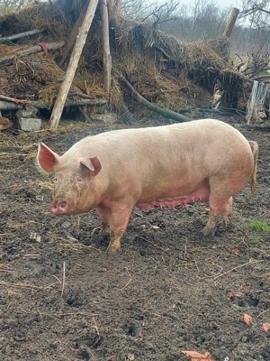 Vând scroafă de sacrificat sau pentru reproducere.  - imagine 3