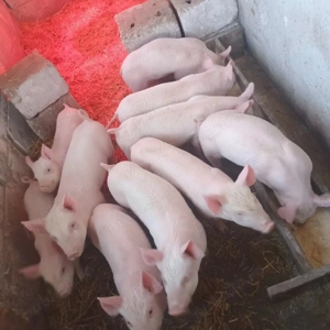 purcei de 7 săptămâni 