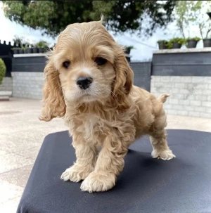 Cocker Spaniel 