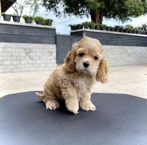 Cocker Spaniel  - imagine 2