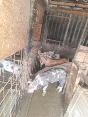 Vând porci marele alb x duroc - imagine 2