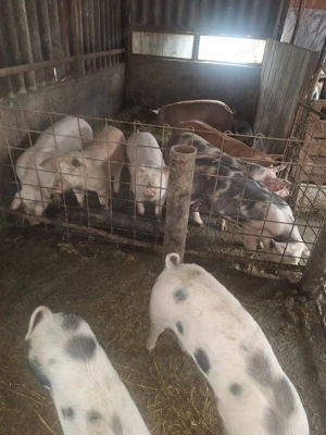 Vând porci marele alb x duroc