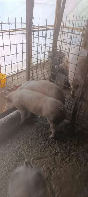 vand  soldani - imagine 2