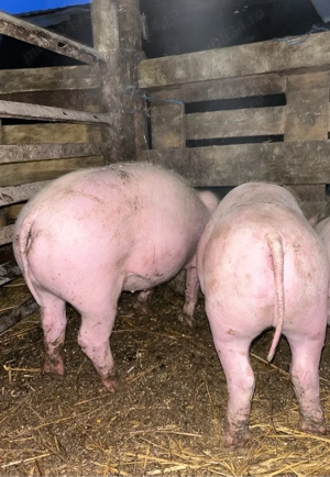 purcei de vanzare - imagine 3