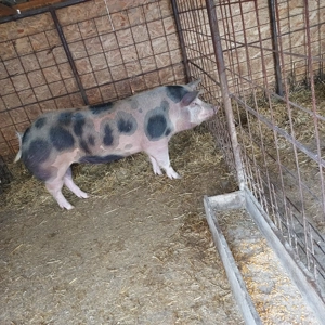 Porci de țară 