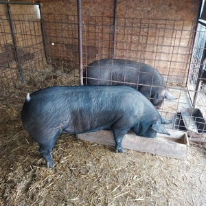 Porci de țară  - imagine 2