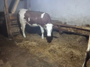 Vand junincă bălțată  - imagine 2