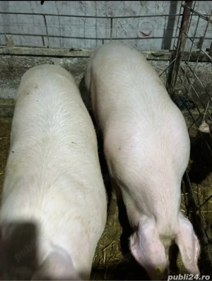 porci de vanzare - imagine 2