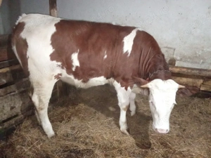 Vand junincă bălțată  - imagine 3